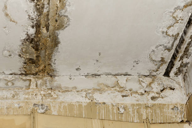 Best Black Mold Removal  in Claryville, KY