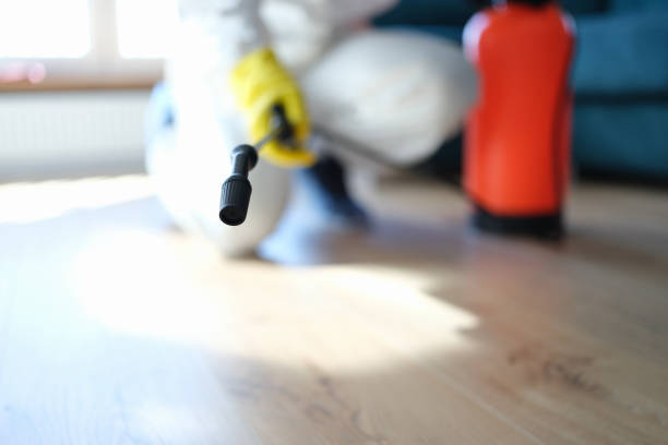 Best Basement Mold Removal  in Claryville, KY