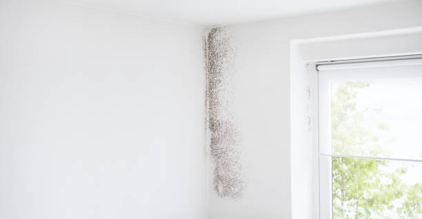 Best Air Quality Testing for Mold Spores  in Claryville, KY