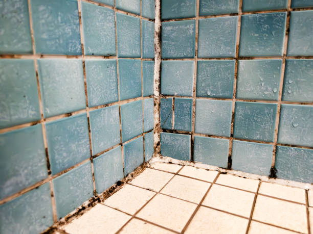 Best Residential Mold Inspection & Testing  in Claryville, KY