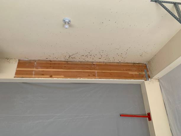 Best Airborne Mold Testing  in Claryville, KY