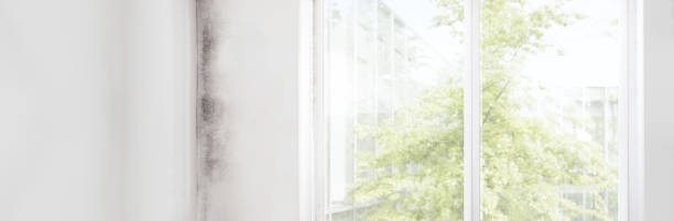 Best Post-Construction Mold Inspection  in Claryville, KY