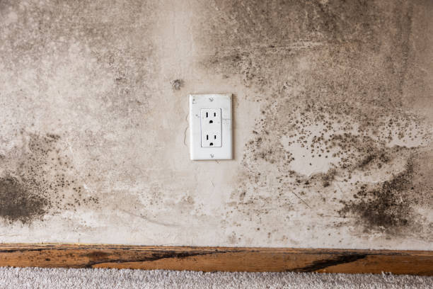 Best Post-Remediation Verification Testing  in Claryville, KY