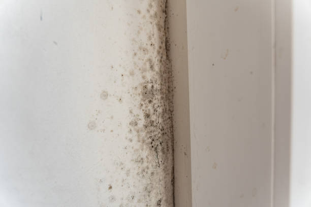 Best Mold Removal for HVAC Installations  in Claryville, KY