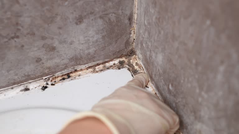 Professional Mold Removal in Claryville, KY