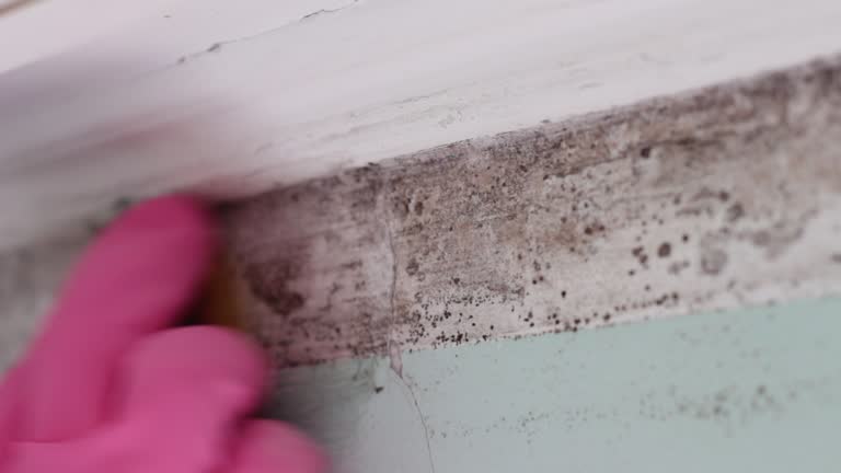 Best Real Estate Mold Inspection  in Claryville, KY